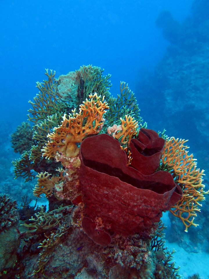 Callyspongia crassa, Millepora dichotoma