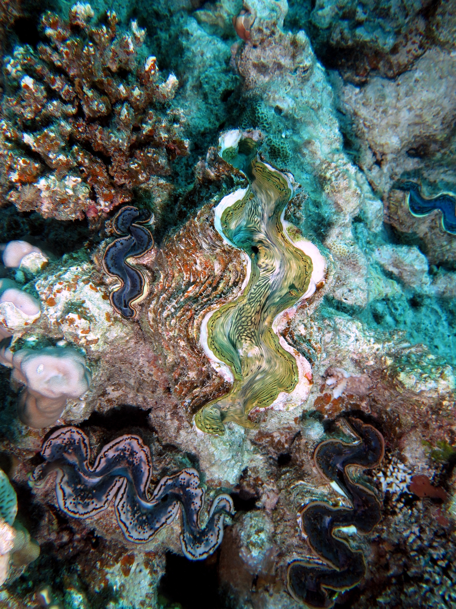 Tridacna maxima