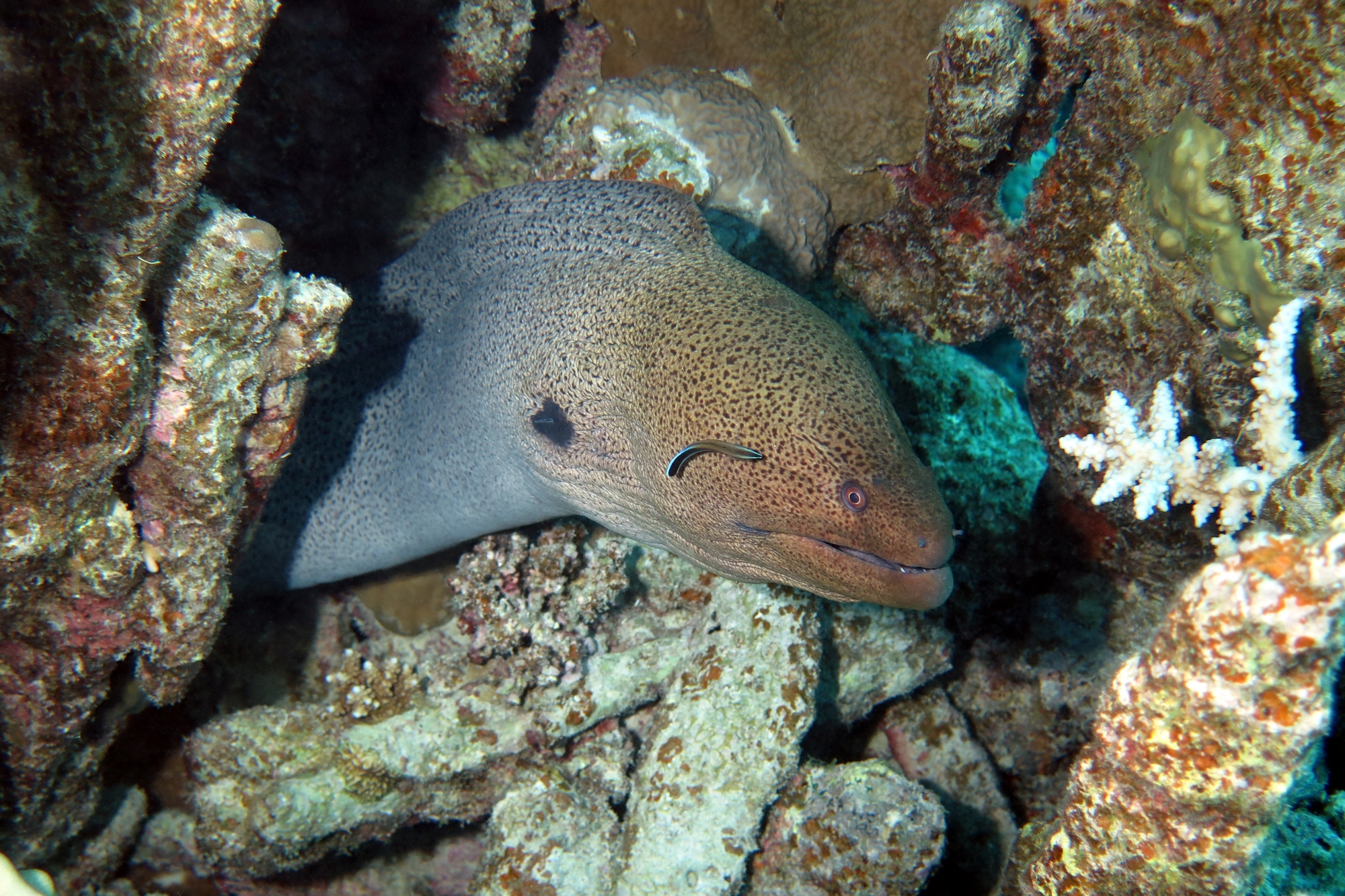 Gymnothorax javanicus, Labroides dimidiatus (12cm, Labre nettoyeur commun)