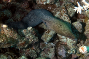 Gymnothorax javanicus, Labroides dimidiatus