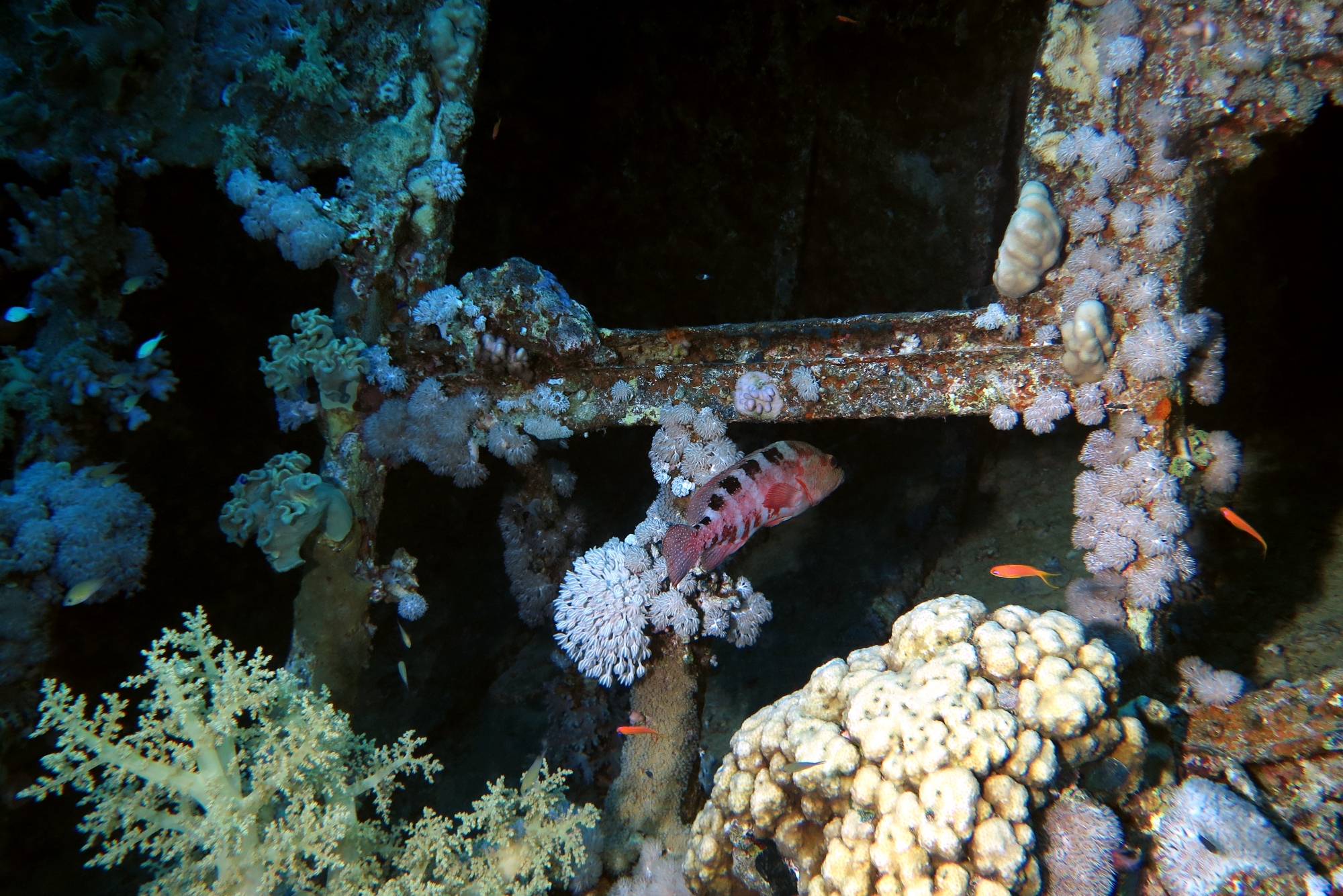 Cephalopholis sexmaculata