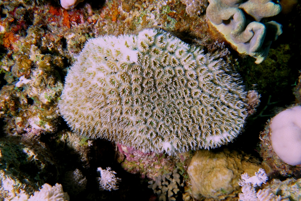 Galaxea fascicularis