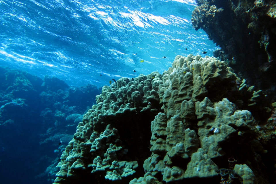 Porites lutea