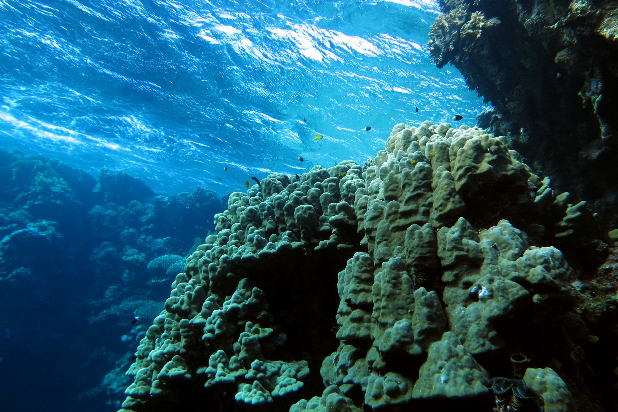 Porites lutea