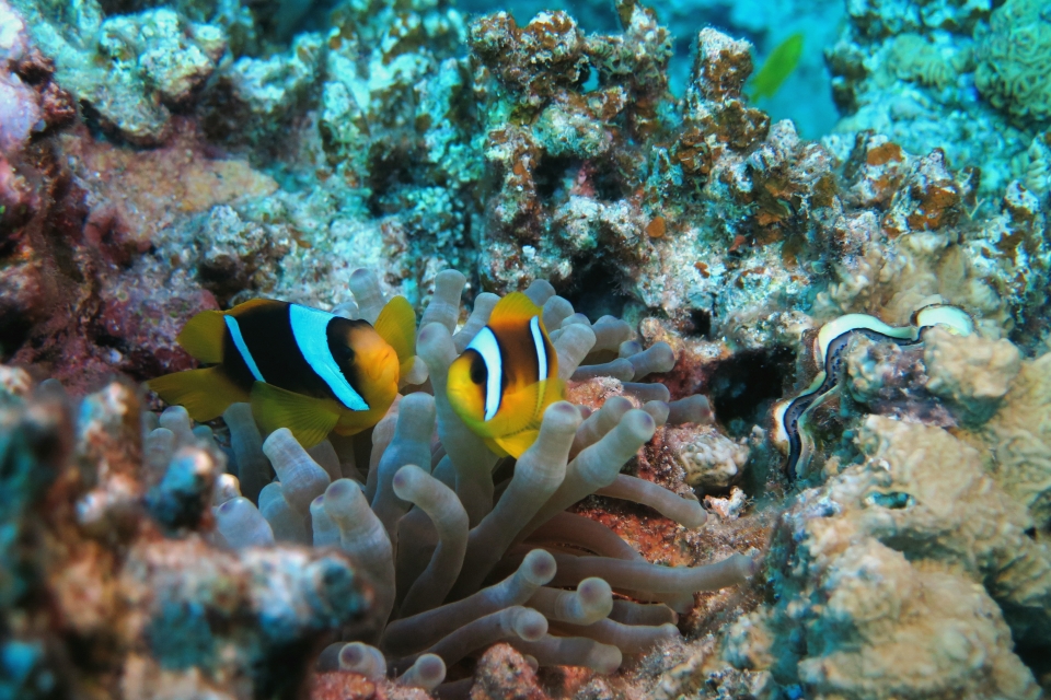 Amphiprion bicinctus, Entacmaea quadricolor