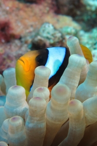 Amphiprion bicinctus, Entacmaea quadricolor