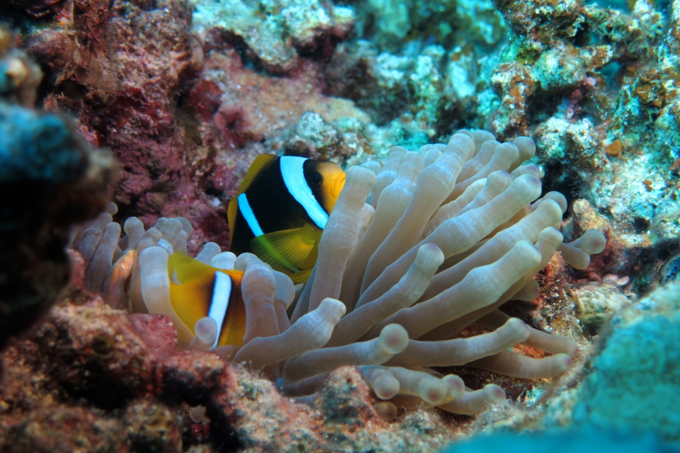 Amphiprion bicinctus, Entacmaea quadricolor
