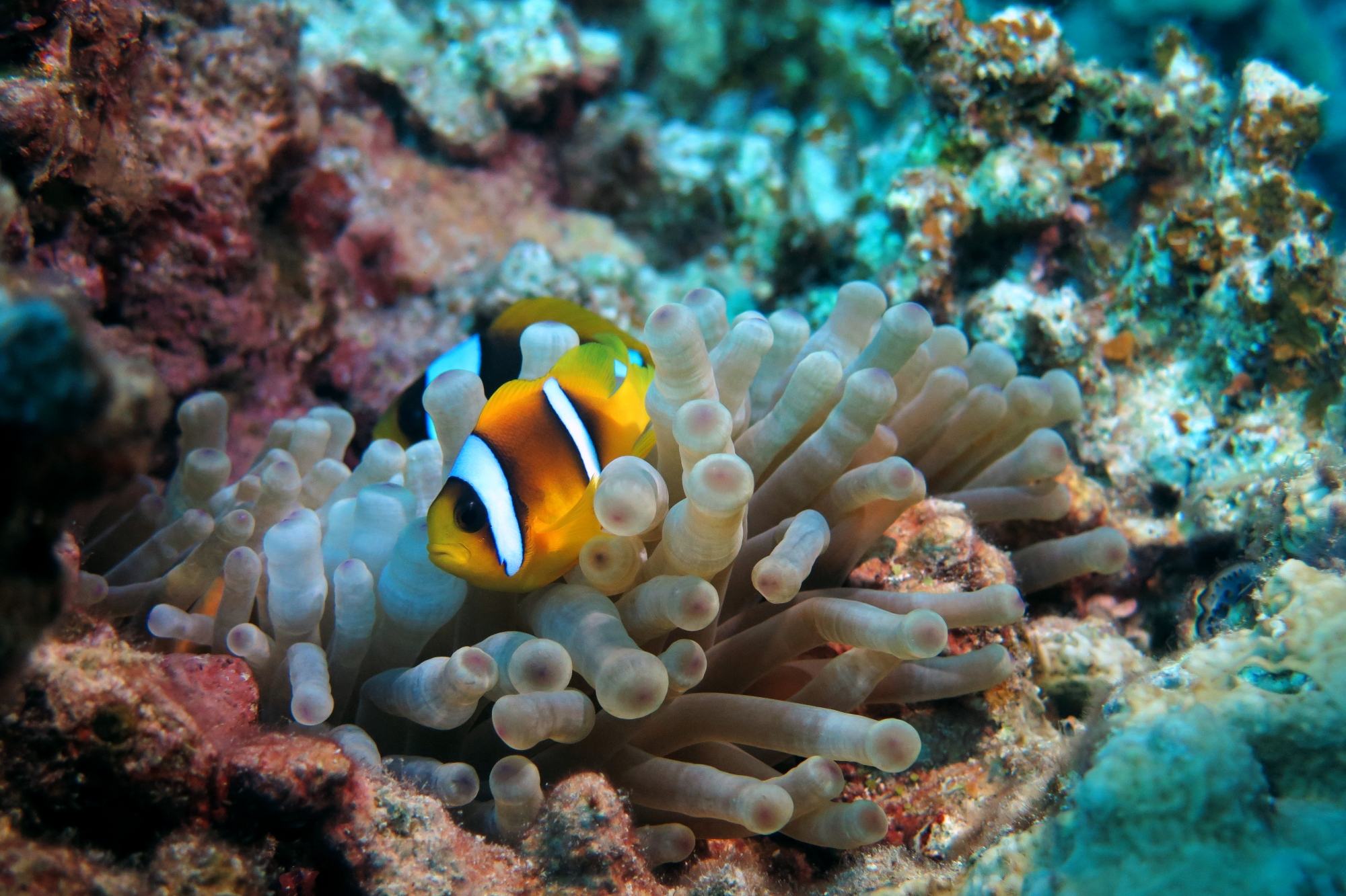 Amphiprion bicinctus, Entacmaea quadricolor