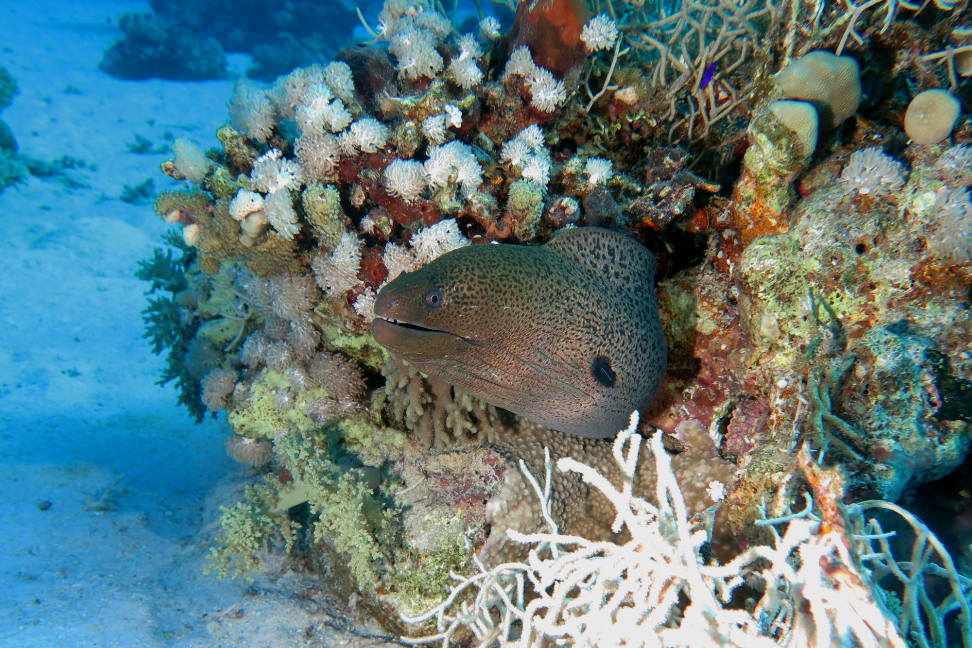 Gymnothorax javanicus