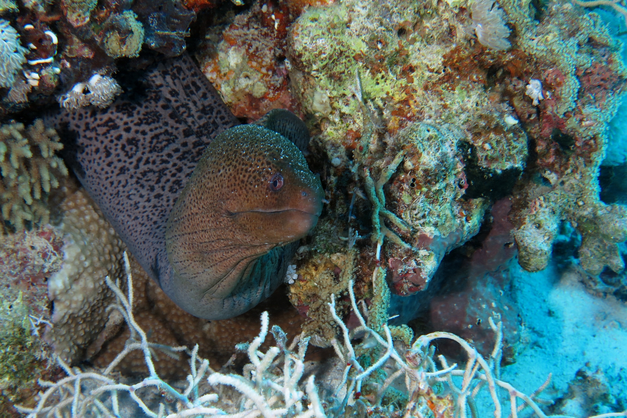 Gymnothorax javanicus