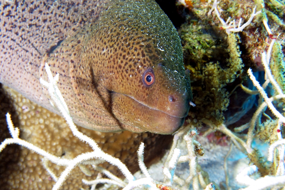 Gymnothorax javanicus