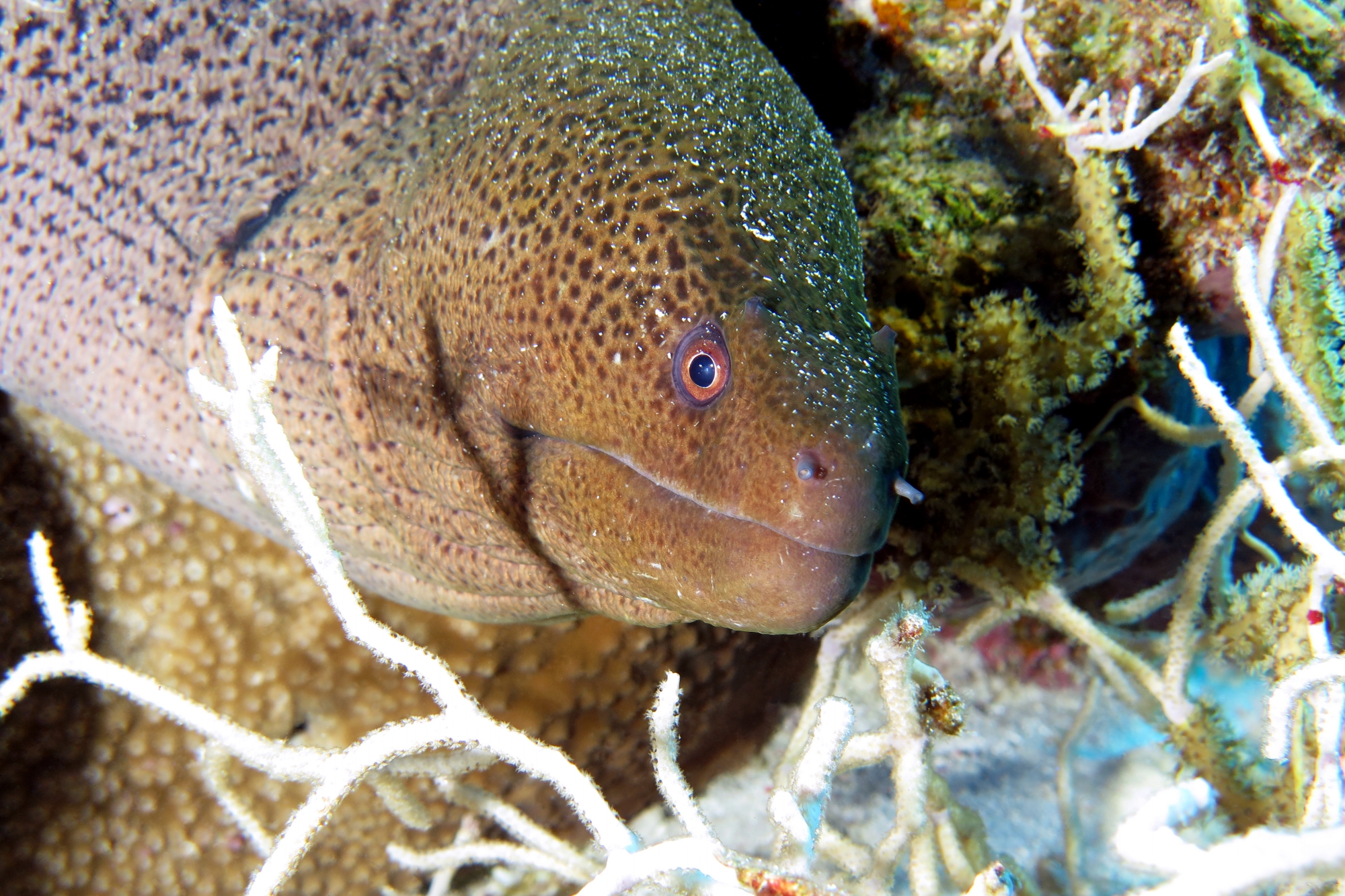 Gymnothorax javanicus