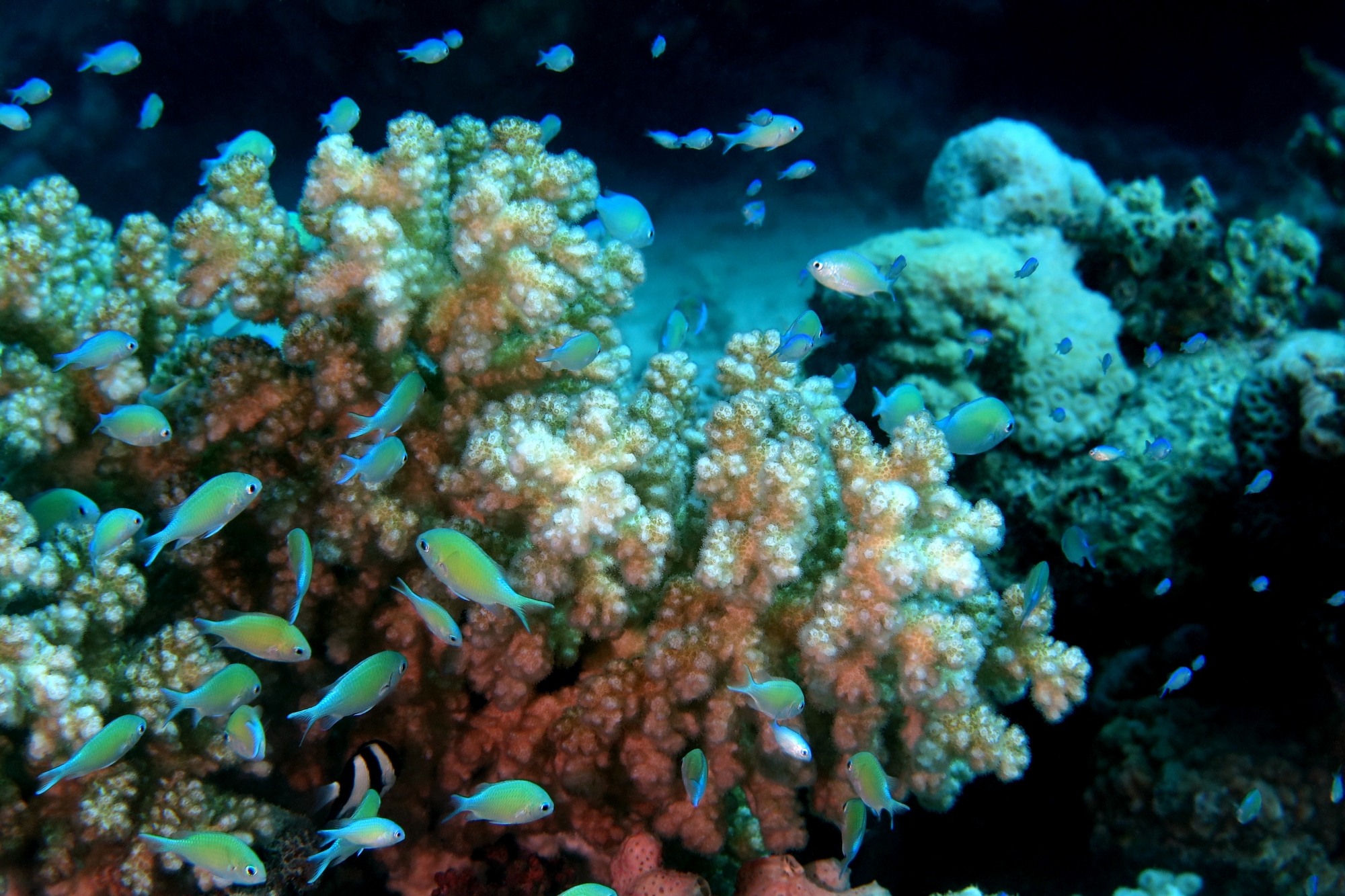 Chromis viridis, Pocillopora verrucosa
