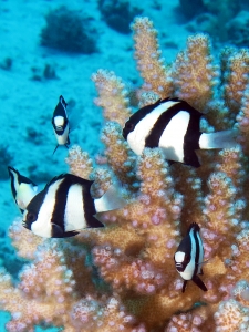 Dascyllus aruanus, Pocillopora verrucosa