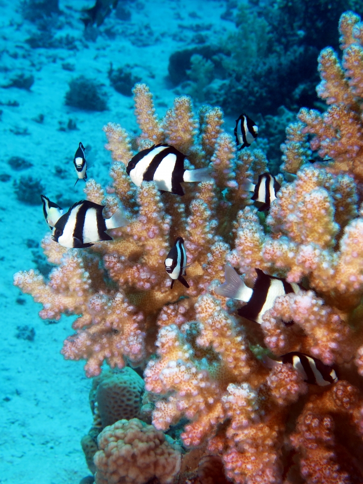 Dascyllus aruanus, Pocillopora verrucosa