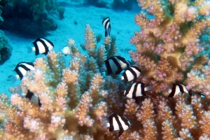 Dascyllus aruanus, Dascyllus marginatus, Pocillopora verrucosa