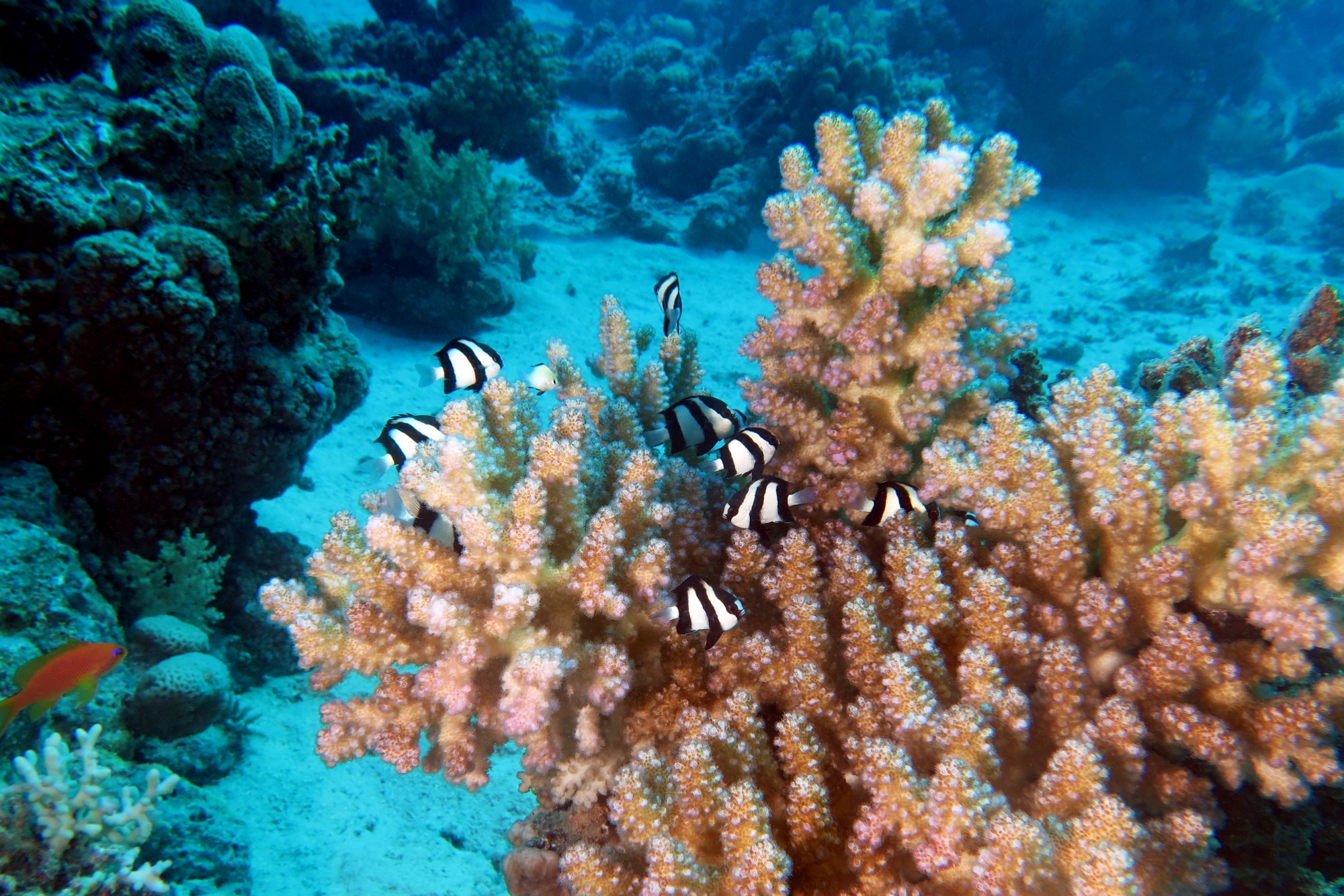 Dascyllus aruanus, Dascyllus marginatus, Pocillopora verrucosa