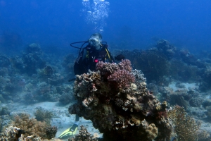 Patates de roche composé et recouvert par des coraux