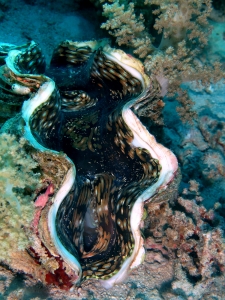 Tridacna maxima