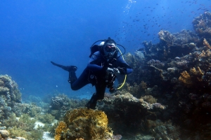 Plongeur évoluant  au milieu du jardin de corail