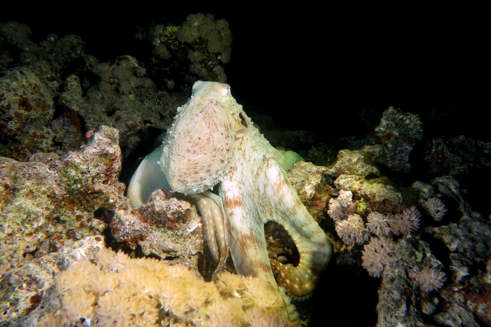 Octopus cyanea