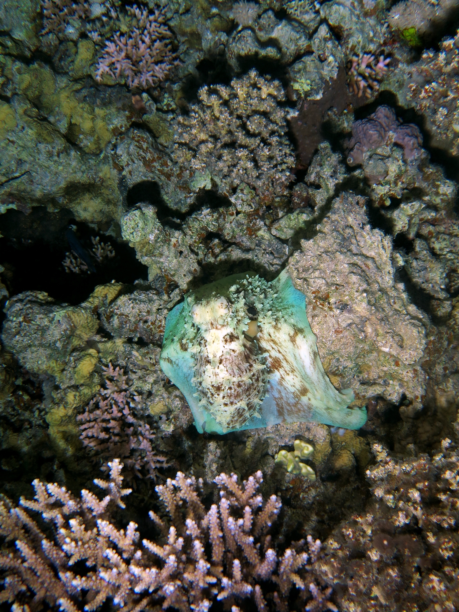 Octopus cyanea