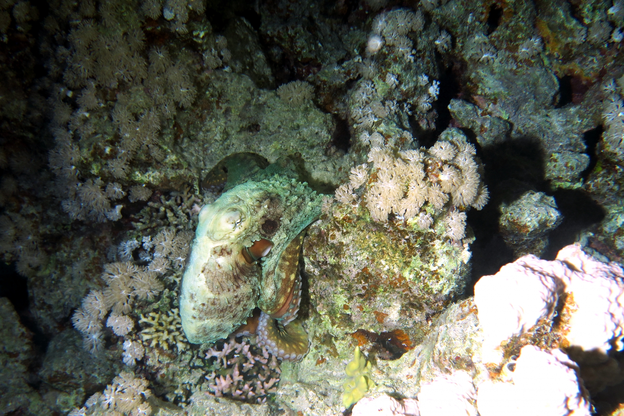 Octopus cyanea