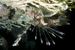 Pterois miles, Millepora dichotoma