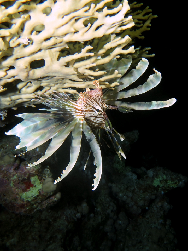 Pterois miles, Millepora dichotoma