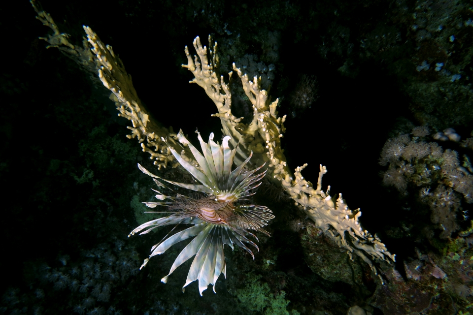 Pterois miles, Millepora dichotoma