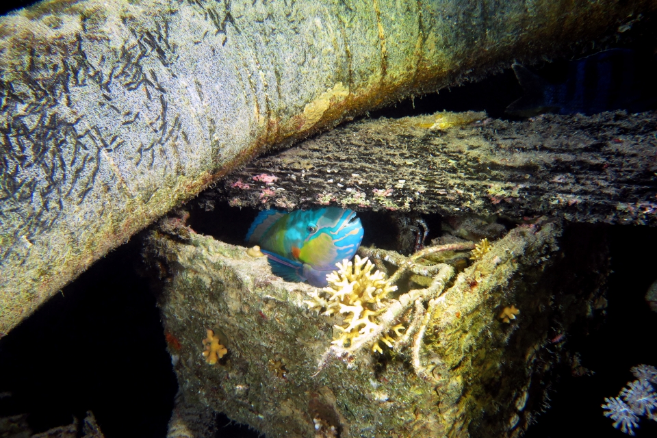 Chlorurus (Scarus) sordidus