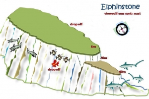 Site de Marsa Halam, spot "Elphinstone"  (plateau nord-mur est)