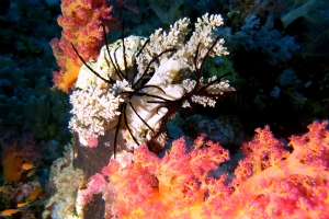 Oligometra serripinna (chinensis), Litophyton arboreum