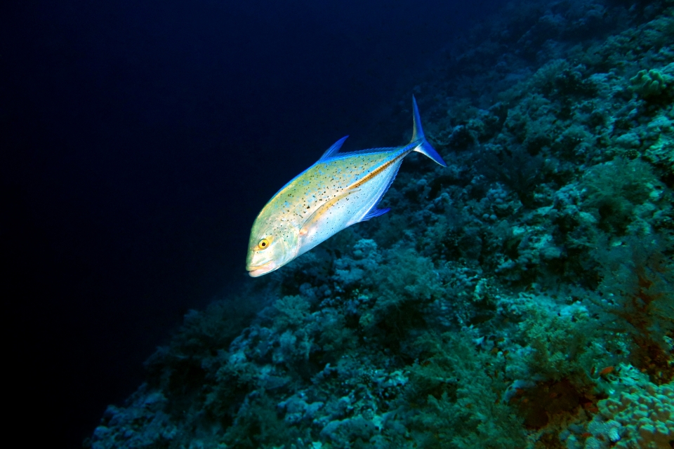 Caranx melampygus