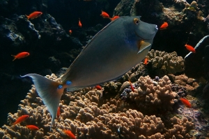 Naso unicornis