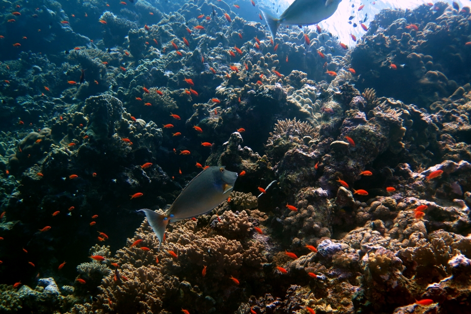 Naso unicornis