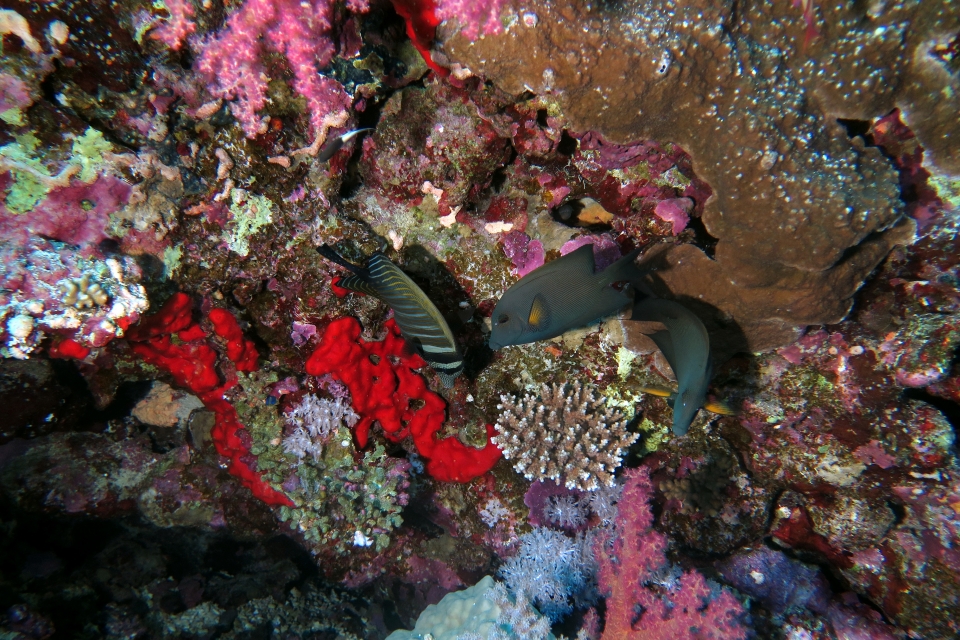 Zebrasoma desjardinii, Ctenochaetus striatus