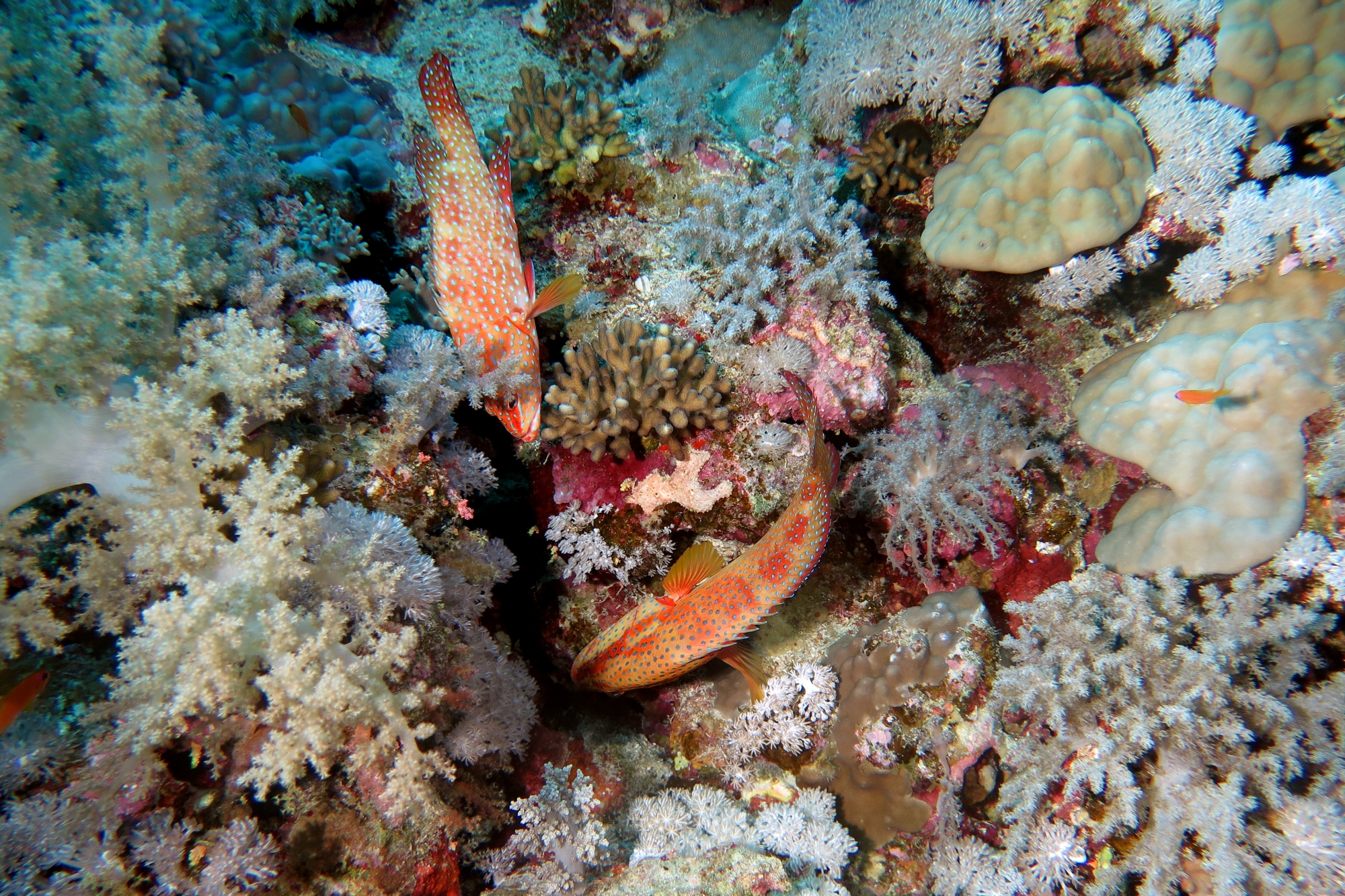 Cephalopholis miniata