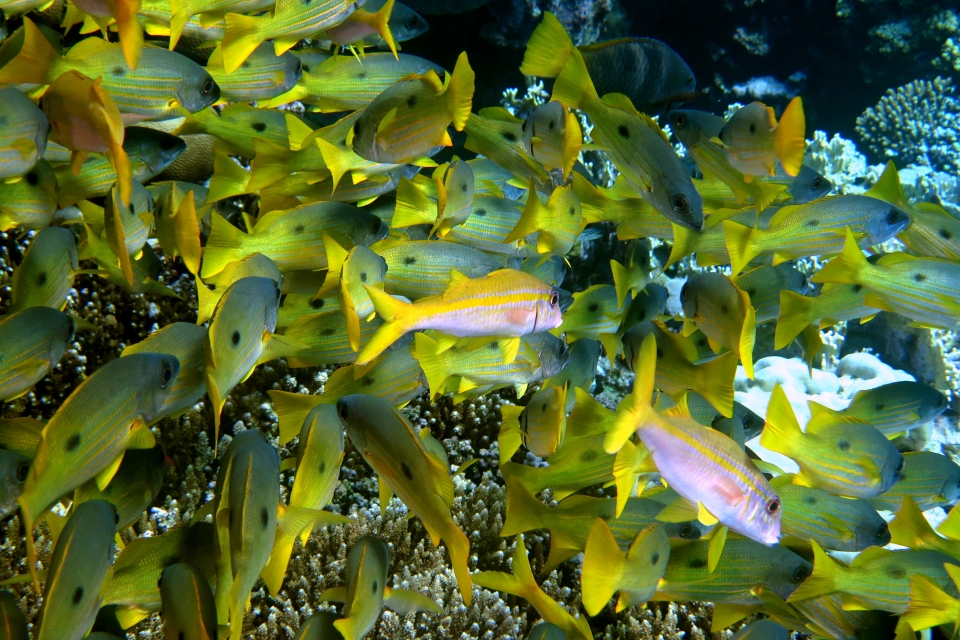 Lutjanus ehrenbergii, Mulloidichthys vanicolensis