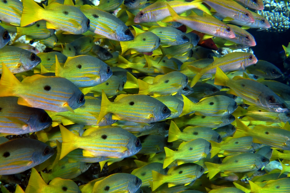 Lutjanus ehrenbergii, Mulloidichthys vanicolensis