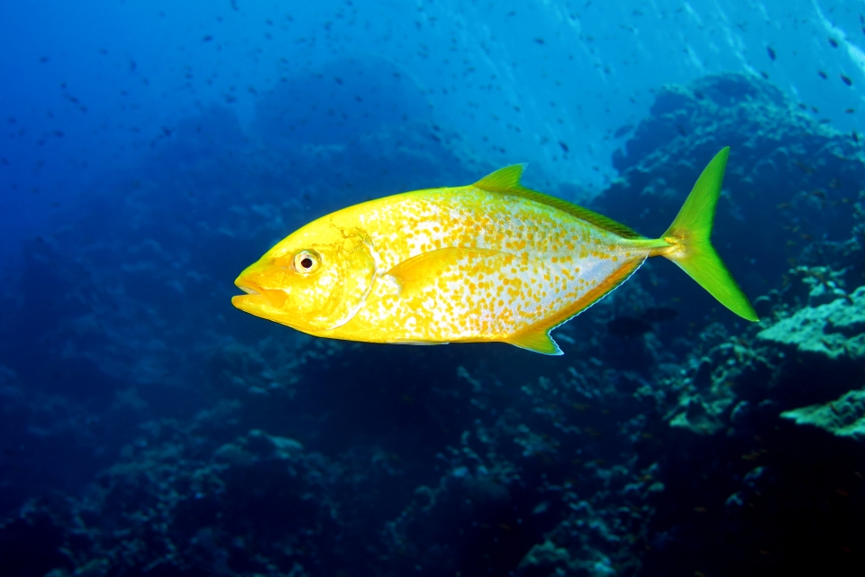 Carangoides bajad