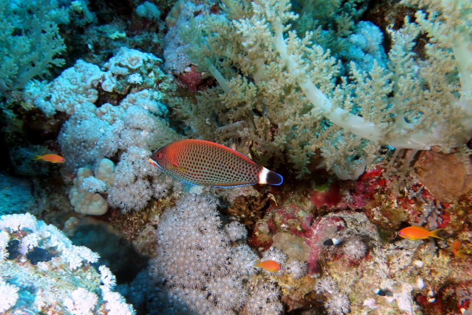 Pseudodax moluccanus