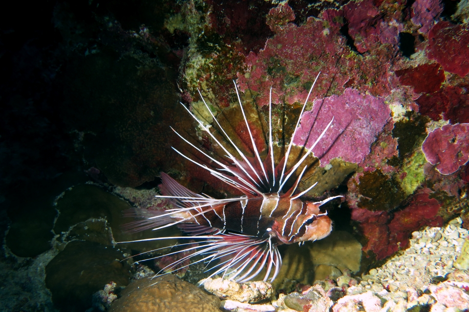 Pterois radiata