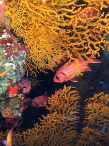 Myripristis murdjan, Famille Gorgoniidae