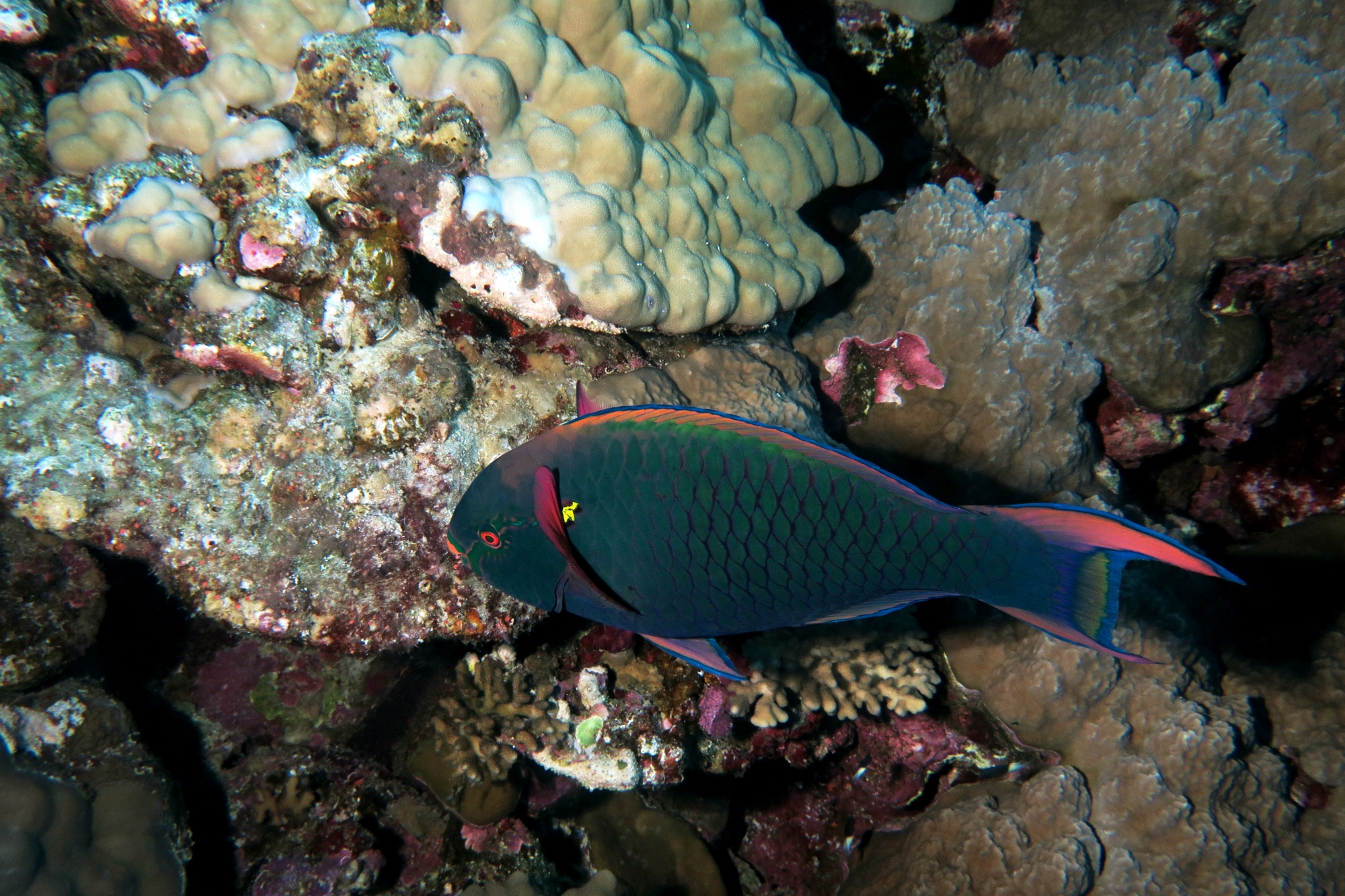Scarus niger