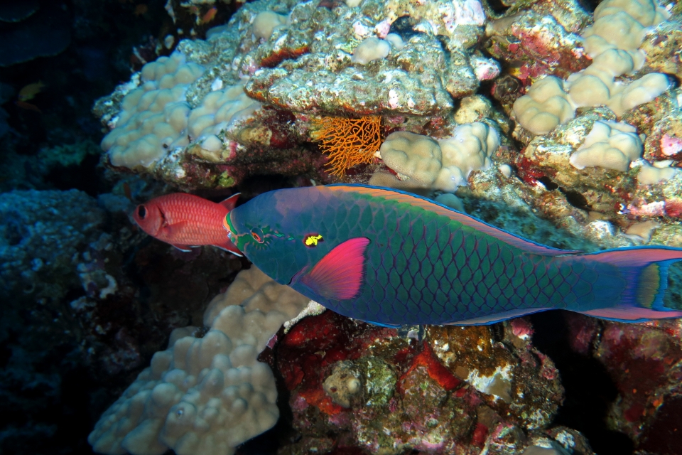 Scarus niger
