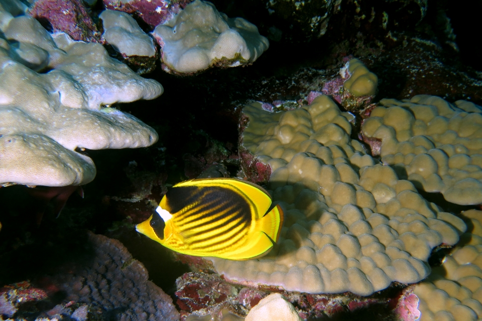 Chaetodon fasciatus