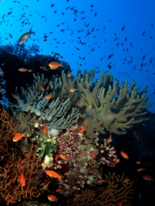 Sinularia polydactyla, Pseudanthias squamipinnis