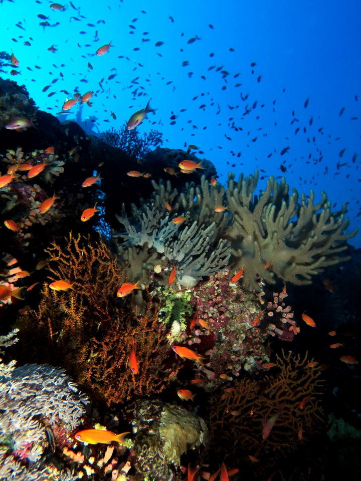 Sinularia polydactyla, Pseudanthias squamipinnis