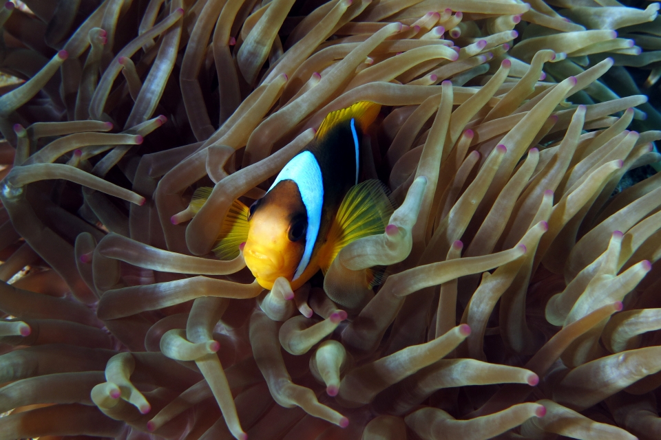 Amphiprion bicinctus, Entacmaea quadricolor